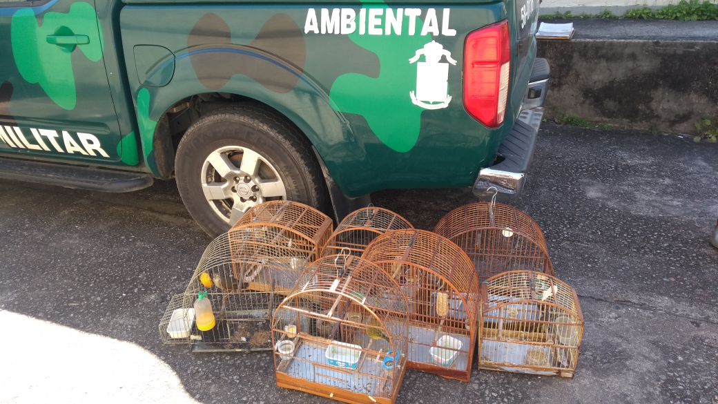 Polícia resgata pássaros silvestres de cativeiro na Região Serrana após denúncia do Linha Verde